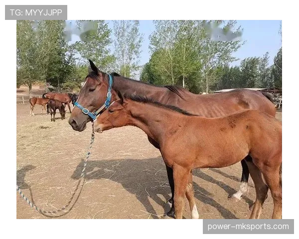 富里睡醒发现自家马场又多两匹纯血马，这日子没法过了